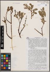 Foto von Salix cinerea L.